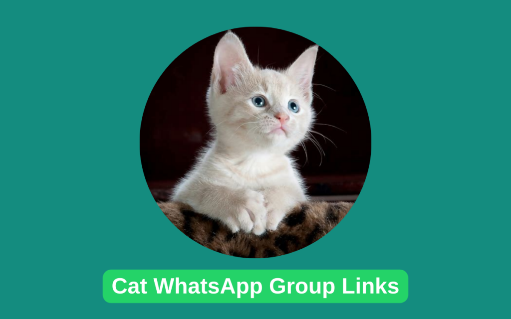Cat Whatsapp Group Links